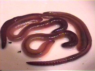 earthworms (nightcrawlers)