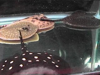 Pack of Juvenile f/w rays on bare tank, Polky, Hystrix, 2 motoros