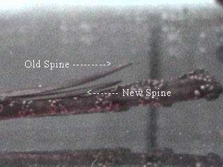 Old spines are replaced by new spines appx. every 4 to 6 months