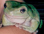 Melvin