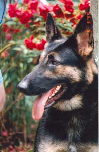 Jassu's Mom Dixie