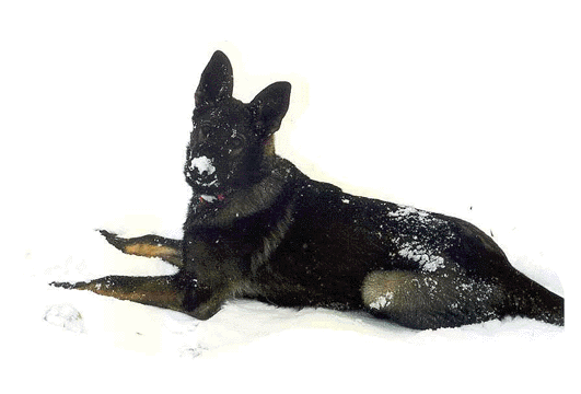 Puppy Jolla