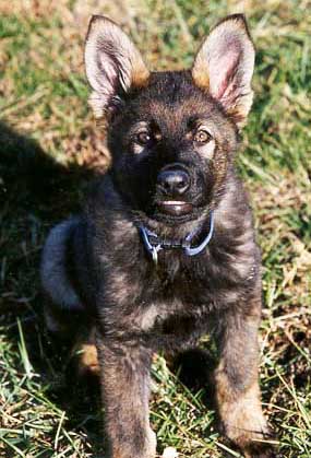 Little Tuffy!
