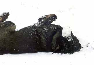Jolla & Snow Ball