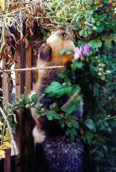 Kessu Raiding Tomato Plant