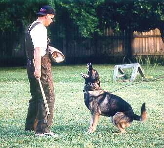 Bark and Hold