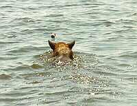 Windy Swimming