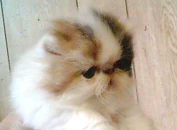 wheeza1a.jpg - 7165 Bytes