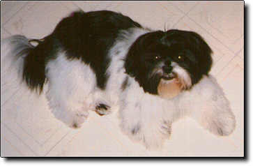 Shih Tzu Photo (10K)
