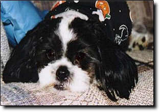 Shih Tzu Photo (13K)