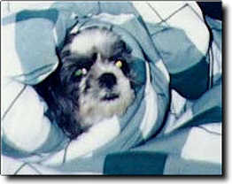 Shih Tzu Photo (10K)