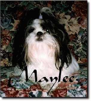 Shih Tzu Photo (17K)