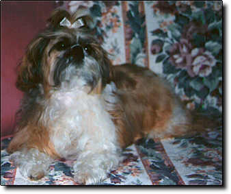 Shih Tzu Photo (16K)