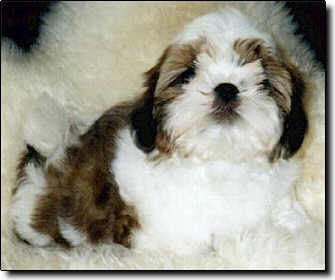 Shih Tzu Photo (13K)