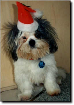 Shih Tzu Photo (12K)