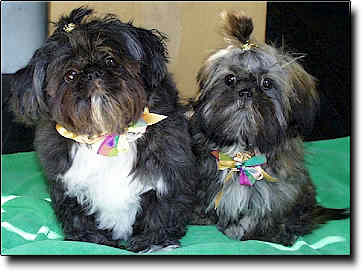 Shih Tzu Photo (16K)