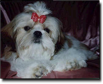 Shih Tzu Photo (12K)