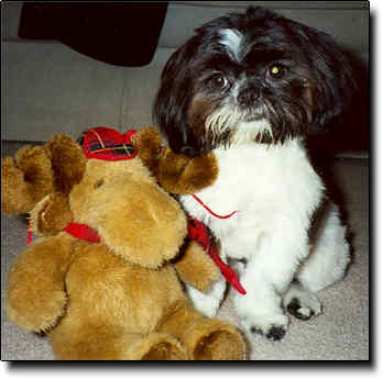 Shih Tzu Photo (15K)