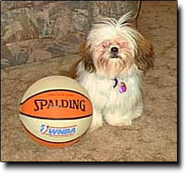 Shih Tzu Photo (13K)
