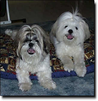 Shih Tzu Photo (16K)