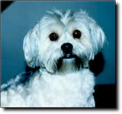 Shih Tzu Photo (8K)