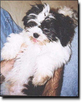 Shih Tzu Photo (14K)