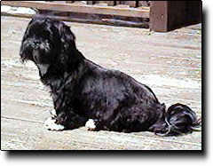 Shih Tzu Photo (10K)
