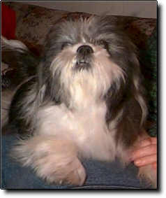 Shih Tzu Photo (10K)