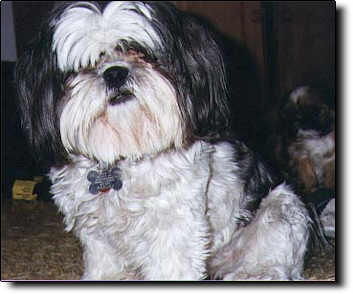 Shih Tzu Photo (16K)