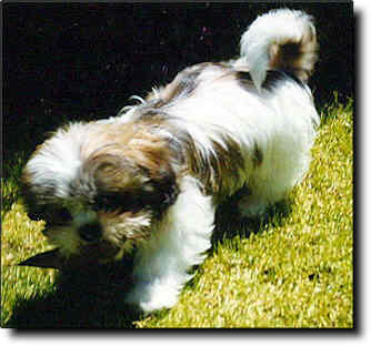 Shih Tzu Photo (15K)