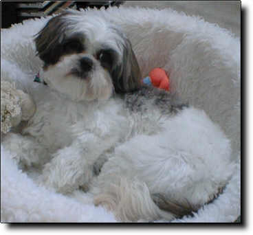 Shih Tzu Photo (15K)