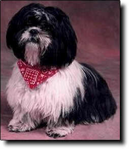 Shih Tzu Photo (11K)