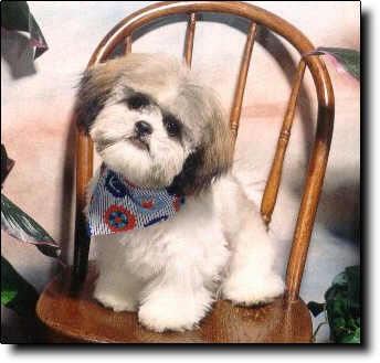 Shih Tzu Photo (18K)