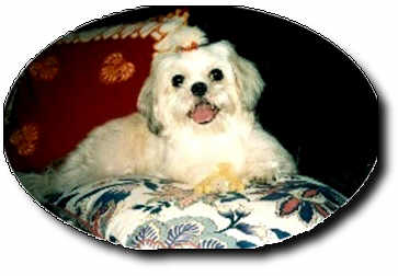 Shih Tzu Photo (13K)