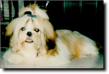 Shih Tzu Photo (12K)