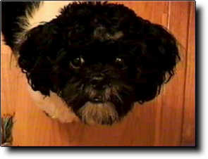 Shih Tzu Photo (9K)