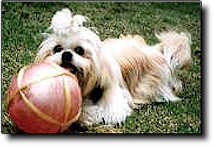 Shih Tzu Photo (8K)