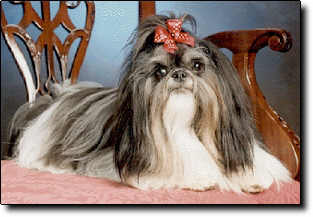 Shih Tzu Photo (14K)