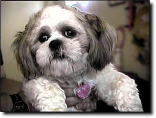Shih Tzu Photo (12K)