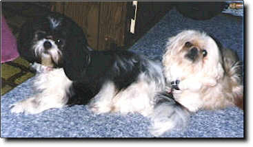 Shih Tzu Photo (13K)