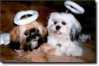 Shih Tzu Photo (13K)