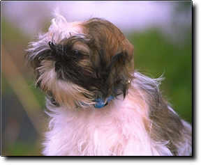 Shih Tzu Photo (10K)
