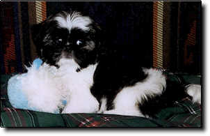 Shih Tzu Photo (9K)