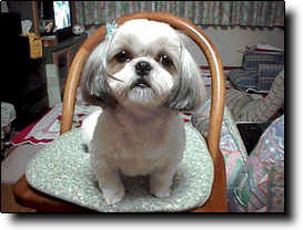 Shih Tzu Photo (12K)