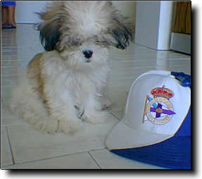 Shih Tzu Photo (10K)