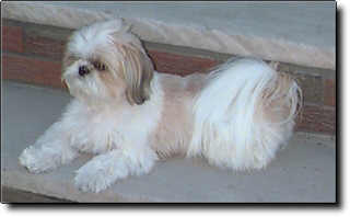 Shih Tzu Photo (8K)