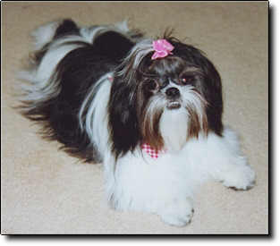 Shih Tzu Photo (11K)
