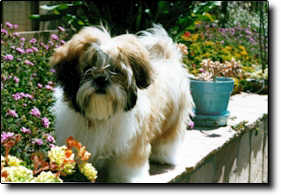 Shih Tzu Photo (13K)