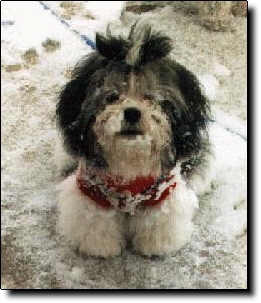 Shih Tzu Photo (14K)