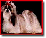 Shih Tzu Photo (5K)